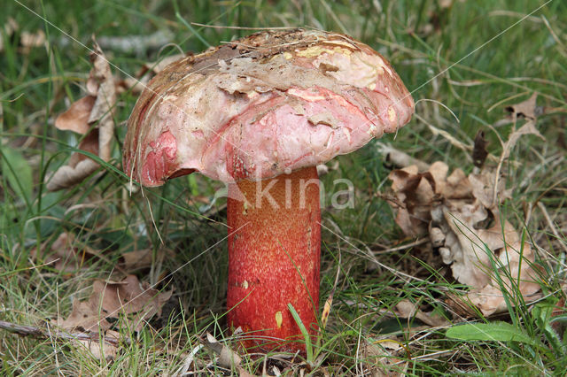 Roodnetboleet (Boletus rhodoxanthus)