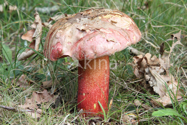 Boletus rhodoxanthus