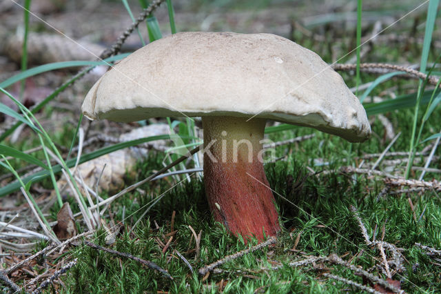 Pronksteelboleet (Boletus calopus)