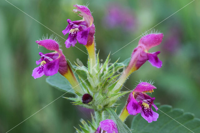 Downy Hemp-nettle (Galeopsis pubescens)