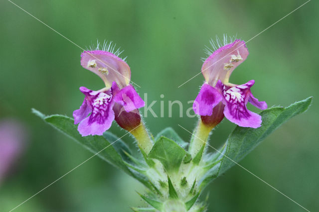 Zachte hennepnetel (Galeopsis pubescens)