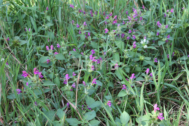 Zachte hennepnetel (Galeopsis pubescens)