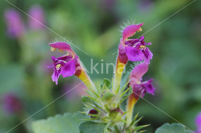 Downy Hemp-nettle (Galeopsis pubescens)