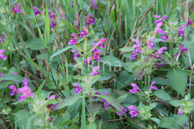 Zachte hennepnetel (Galeopsis pubescens)