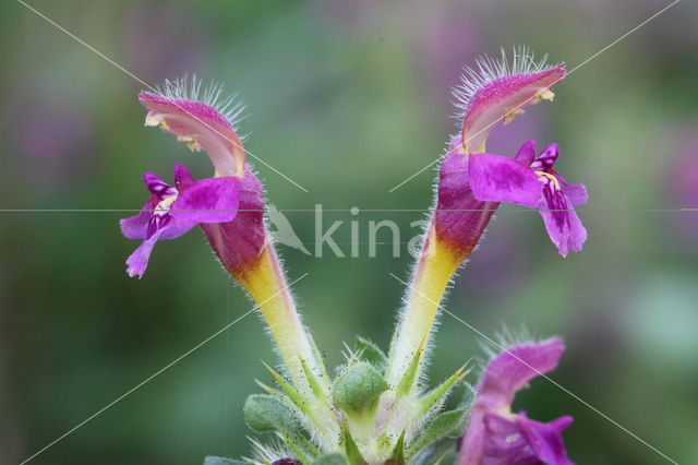 Zachte hennepnetel (Galeopsis pubescens)