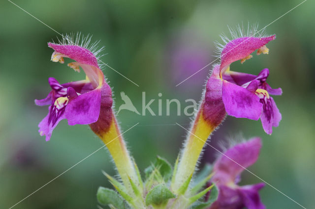 Zachte hennepnetel (Galeopsis pubescens)