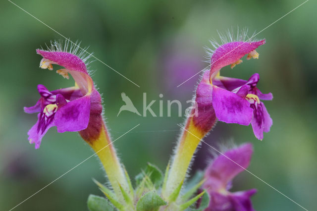Zachte hennepnetel (Galeopsis pubescens)