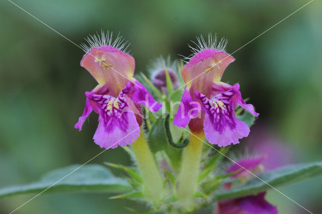 Downy Hemp-nettle (Galeopsis pubescens)