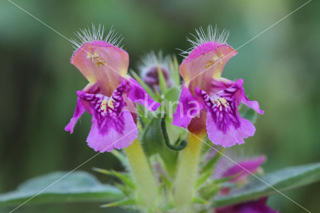 Zachte hennepnetel (Galeopsis pubescens)