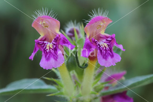 Zachte hennepnetel (Galeopsis pubescens)