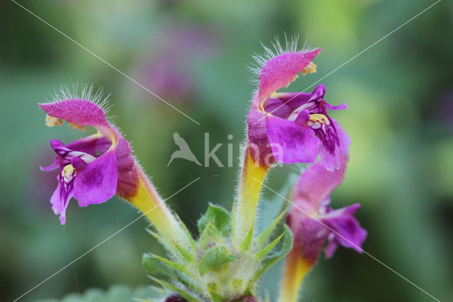 Zachte hennepnetel (Galeopsis pubescens)