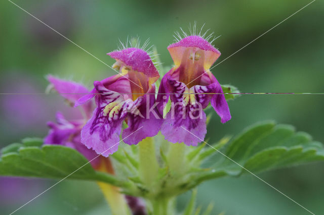 Zachte hennepnetel (Galeopsis pubescens)