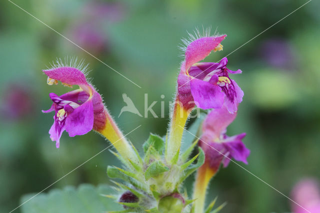 Downy Hemp-nettle (Galeopsis pubescens)