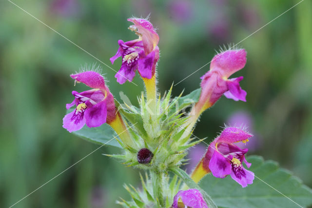 Downy Hemp-nettle (Galeopsis pubescens)