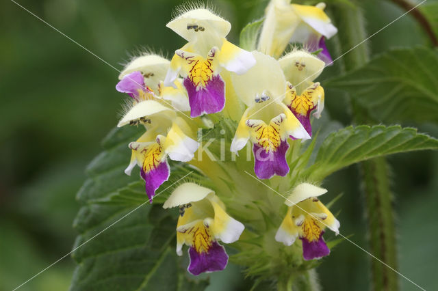 Large-flowered Hemp-nettle (Galeopsis speciosa)