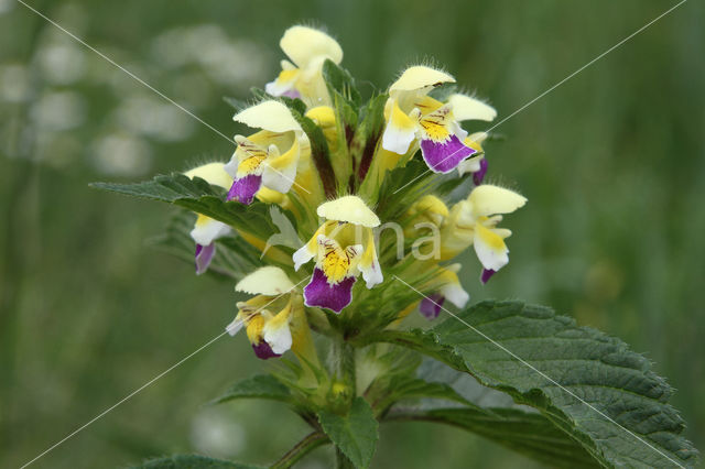 Large-flowered Hemp-nettle (Galeopsis speciosa)