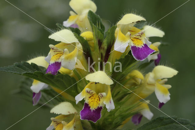 Large-flowered Hemp-nettle (Galeopsis speciosa)