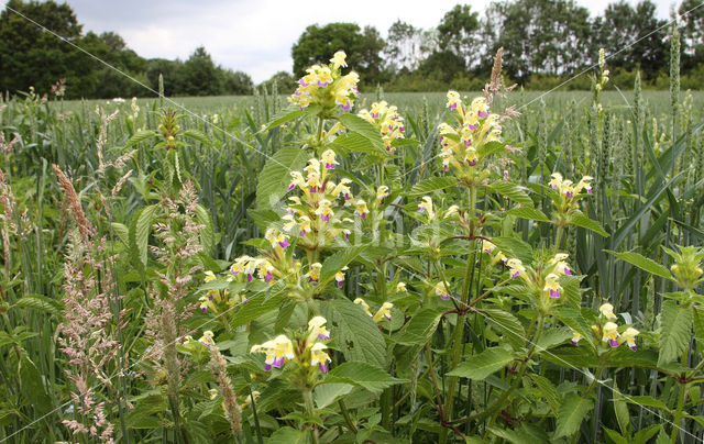 Large-flowered Hemp-nettle (Galeopsis speciosa)