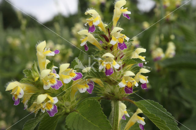 Large-flowered Hemp-nettle (Galeopsis speciosa)