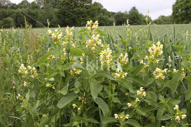 Large-flowered Hemp-nettle (Galeopsis speciosa)