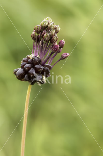 Wild Onion (Allium vineale)