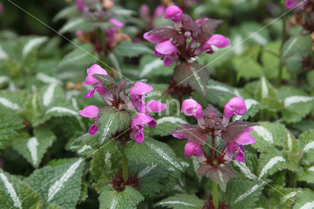 Gestreepte dovenetel (Lamium maculatum cv. 'Variegatum')