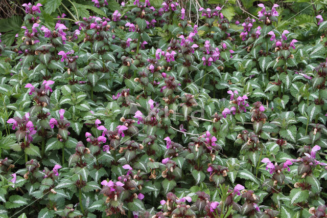 Lamium maculatum cv. 'Variegatum'