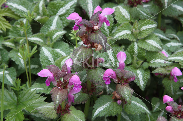 Lamium maculatum cv. 'Variegatum'