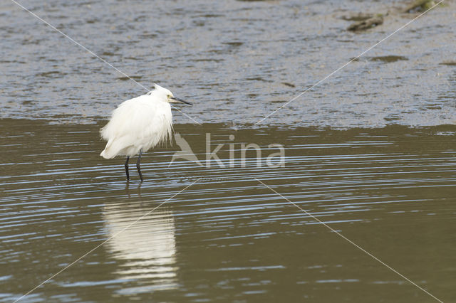 Kleine Zilverreiger (Egretta garzetta)