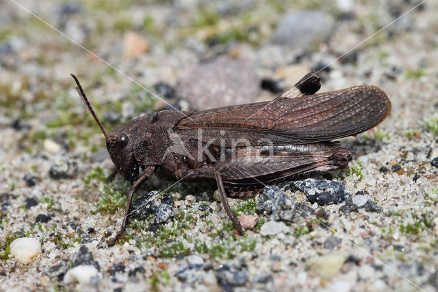 Klappersprinkhaan (Psophus stridulus)