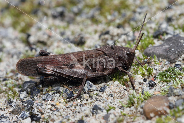 Klappersprinkhaan (Psophus stridulus)