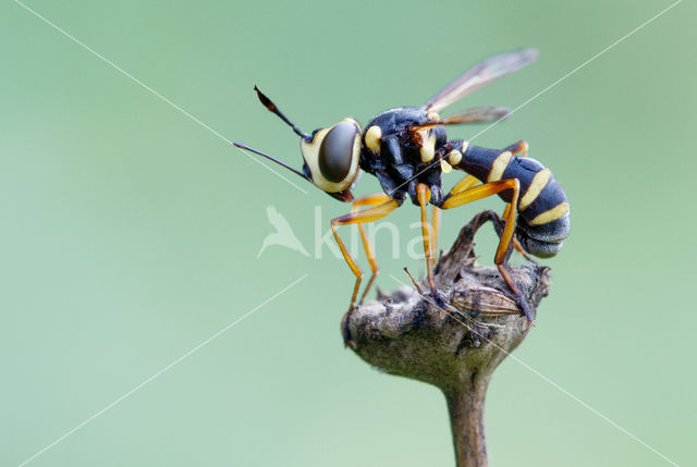 thick-headed fly (Conops scutellatus)