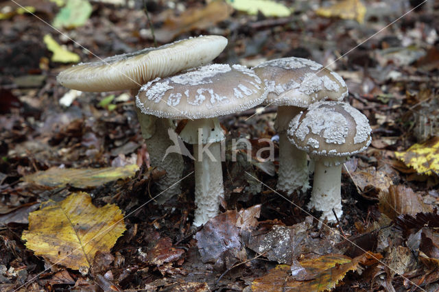 Grey Spotted Amanita (Amanita excelsa)