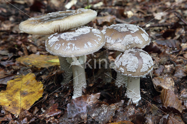 Grey Spotted Amanita (Amanita excelsa)