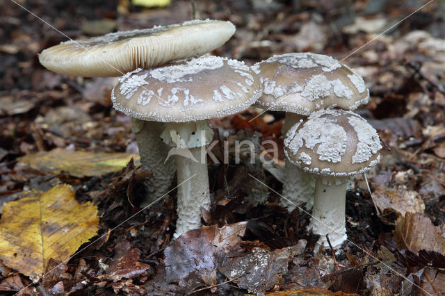 Grey Spotted Amanita (Amanita excelsa)