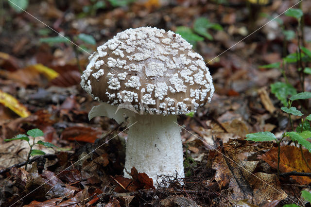 Grauwe amaniet (Amanita excelsa)