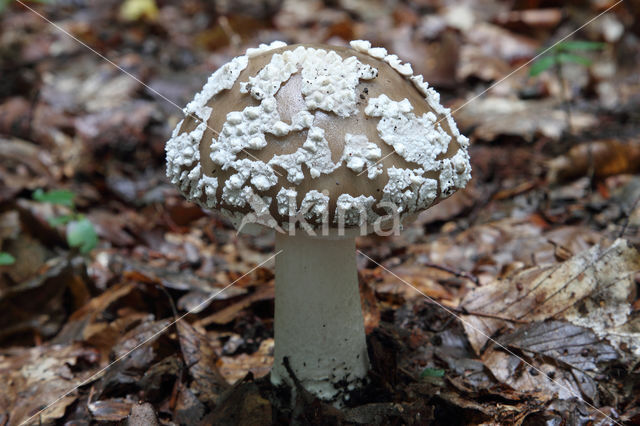 Grey Spotted Amanita (Amanita excelsa)