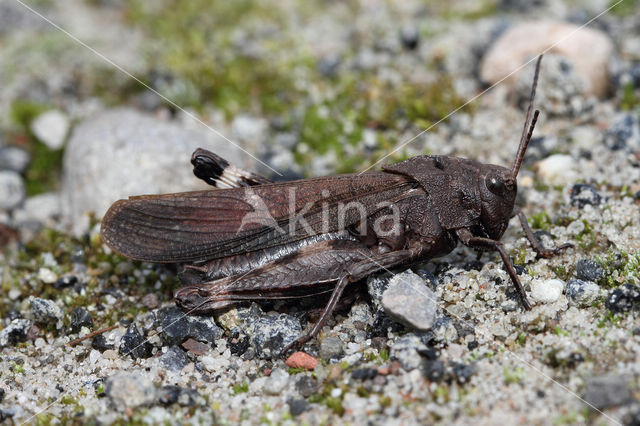 Rattle Grasshopper (Psophus stridulus)