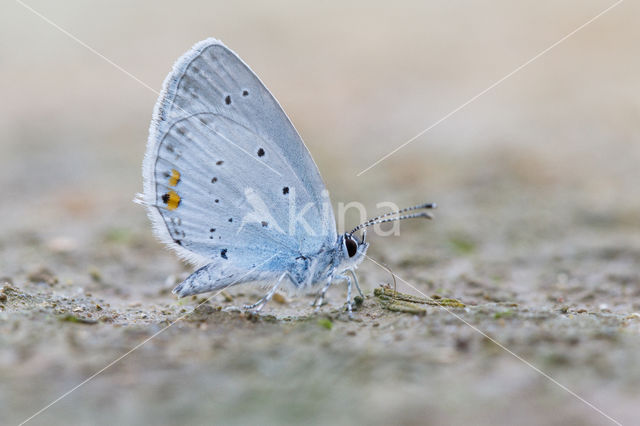 Short-tailed Blue (Cupido argiades)