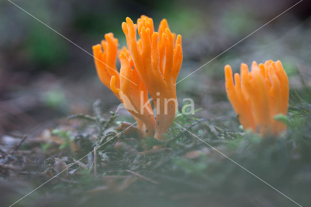 Kleverig koraalzwammetje (Calocera viscosa)