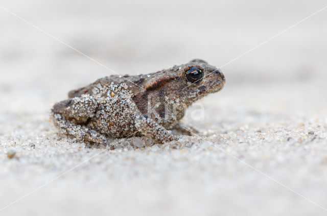 Gewone pad (Bufo bufo)