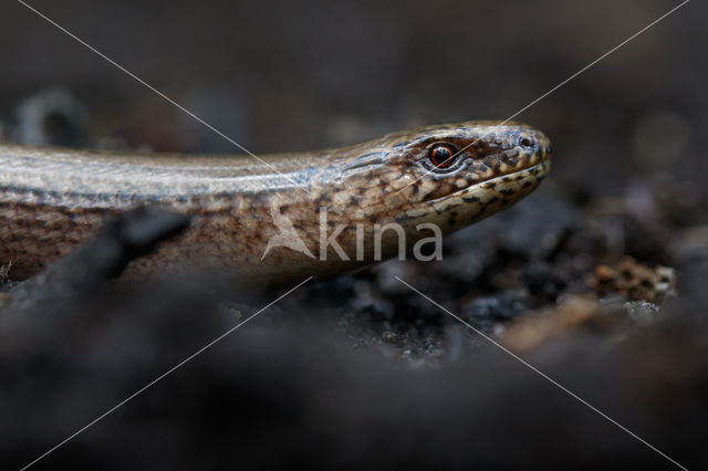 Hazelworm (Anguis fragilis)