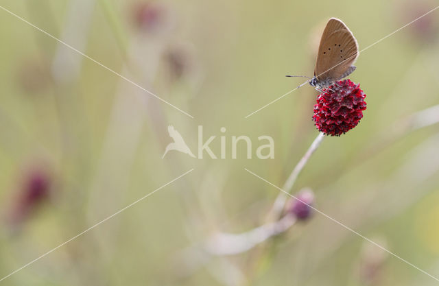 Dusky Large Blue (Maculinea nausithous)