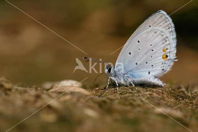 Short-tailed Blue (Cupido argiades)