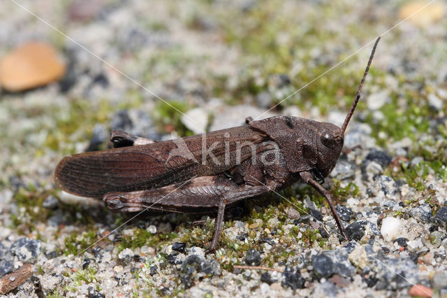 Klappersprinkhaan (Psophus stridulus)