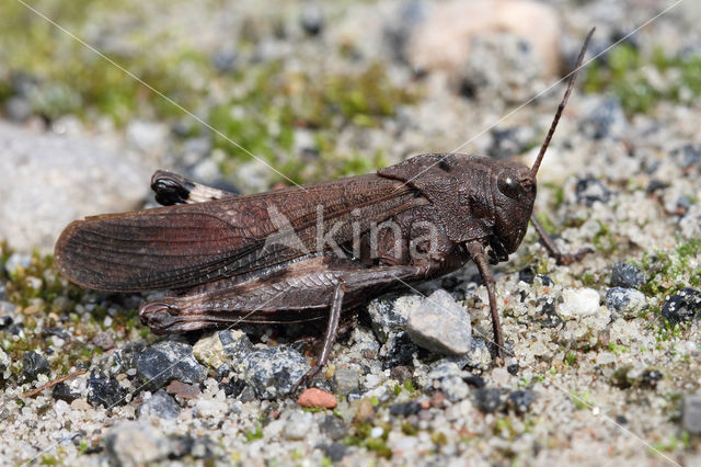 Klappersprinkhaan (Psophus stridulus)