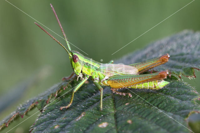 Small Gold Grasshopper (Euthystira brachyptera)