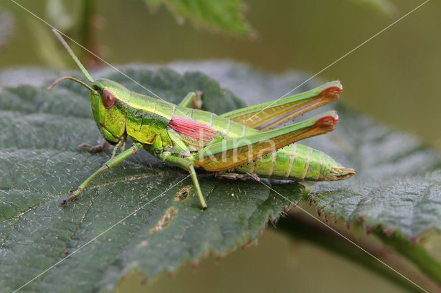 Small Gold Grasshopper (Euthystira brachyptera)