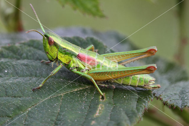 Small Gold Grasshopper (Euthystira brachyptera)