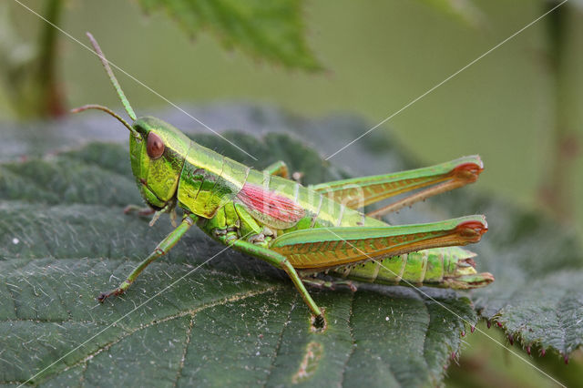 Kleine Goudsprinkhaan (Euthystira brachyptera)